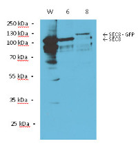 Sec8 | Exocyst complex component SEC8 in the group Antibodies for Plant/Algal / Membrane Transport System / Plasma membrane at Agrisera AB (Antibodies for research) (AS13 2708)